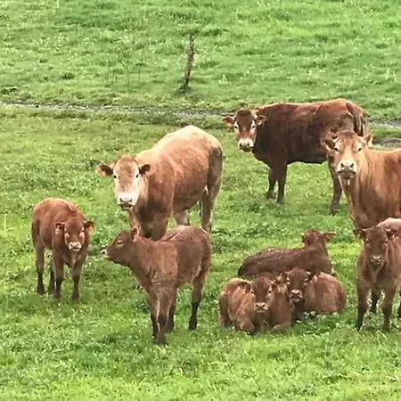 Holiday home Maison Auvergnate Traditionnelle Recemment Renovee Laroquevieille